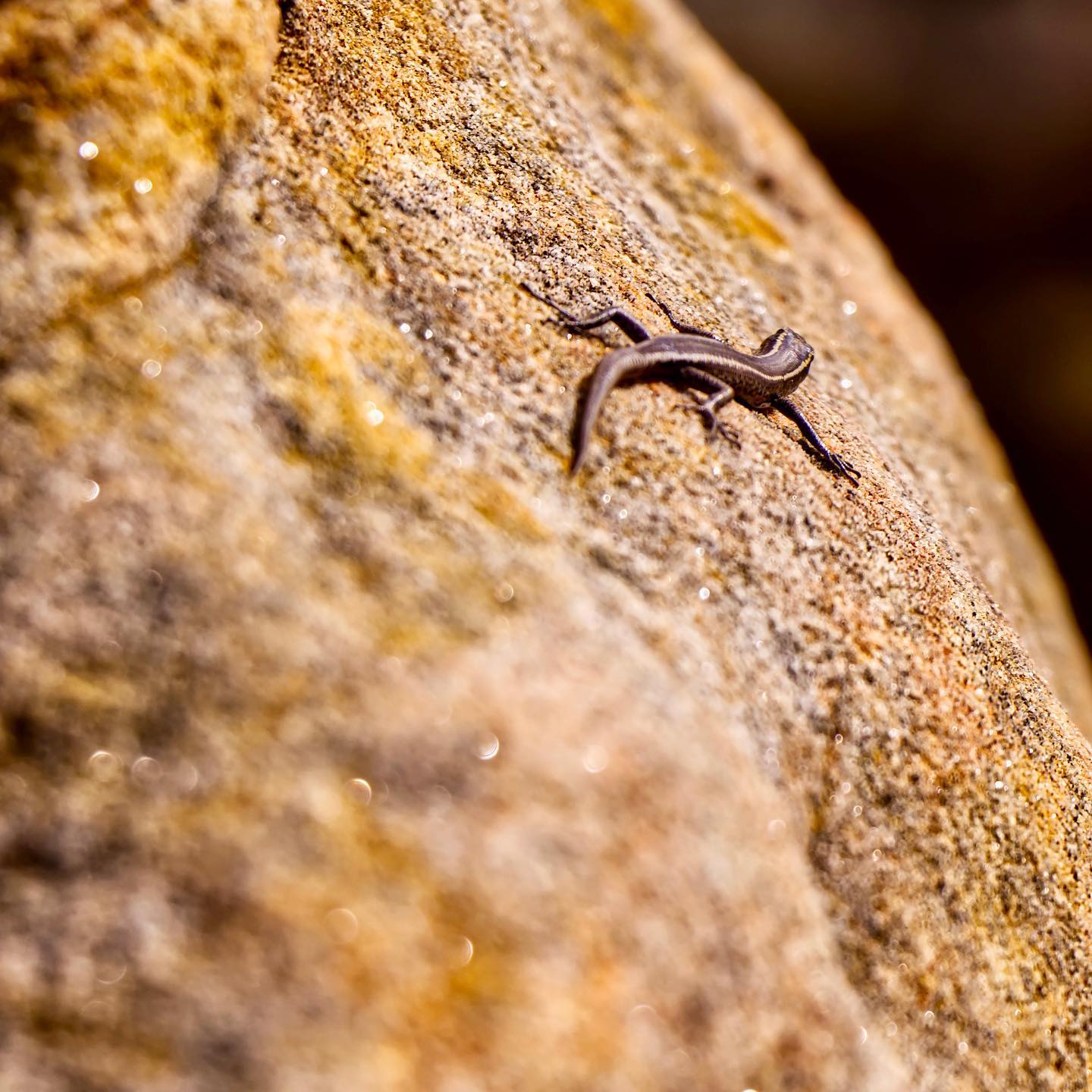 Click to enlarge the photograph Photo 206 from Igor Maric's photography collection