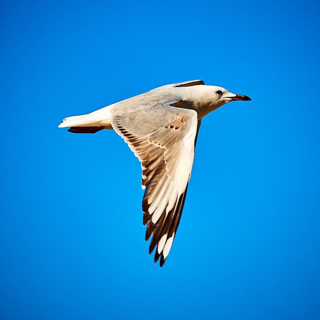 Click to enlarge the photograph Photo 175 from Igor Maric's photography collection