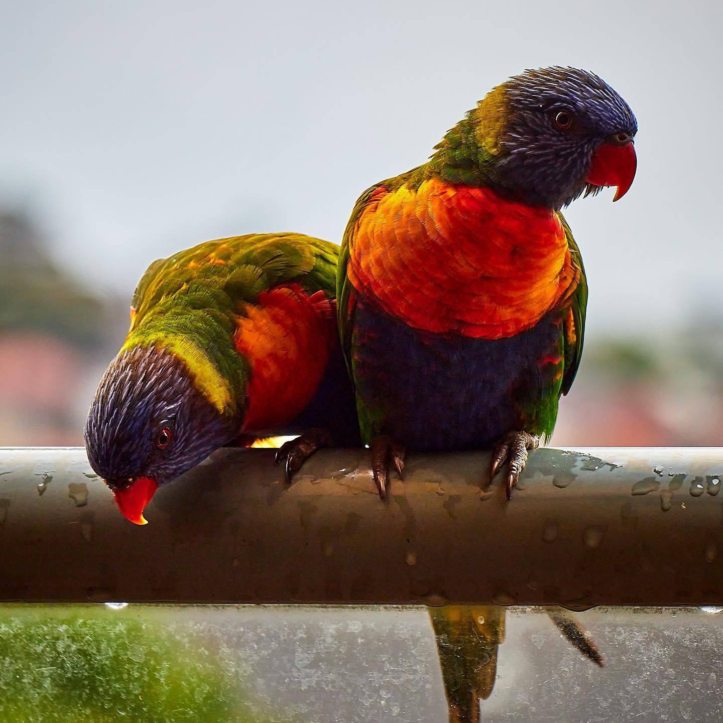 Click to enlarge the photograph Photo 169 from Igor Maric's photography collection