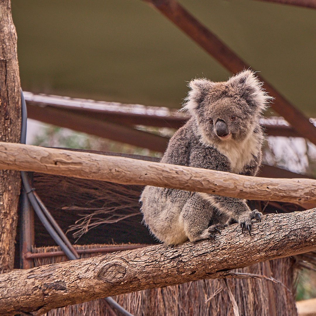 Click to enlarge the photograph Photo 162 from Igor Maric's photography collection