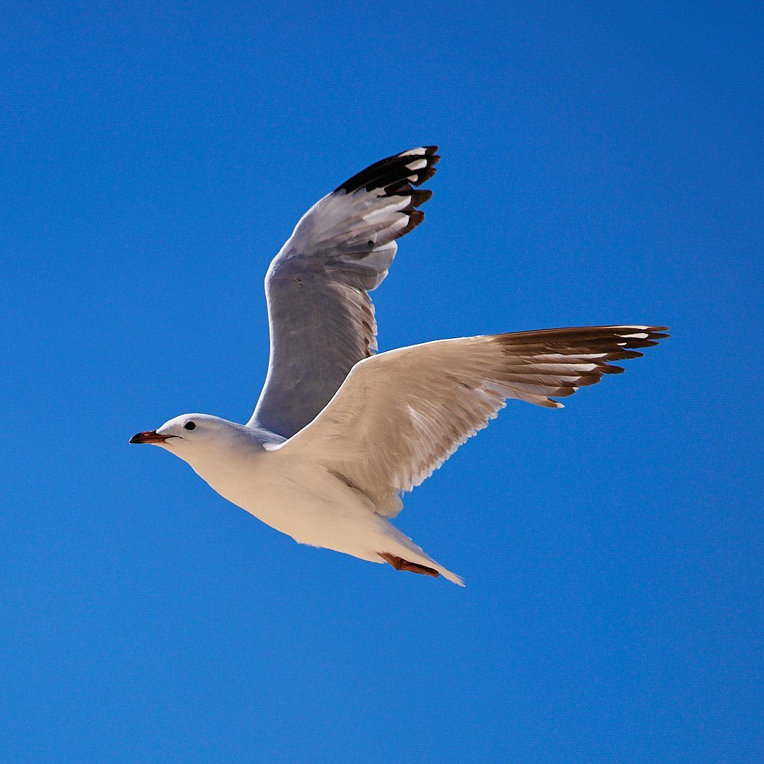 Click to enlarge the photograph Photo 157 from Igor Maric's photography collection