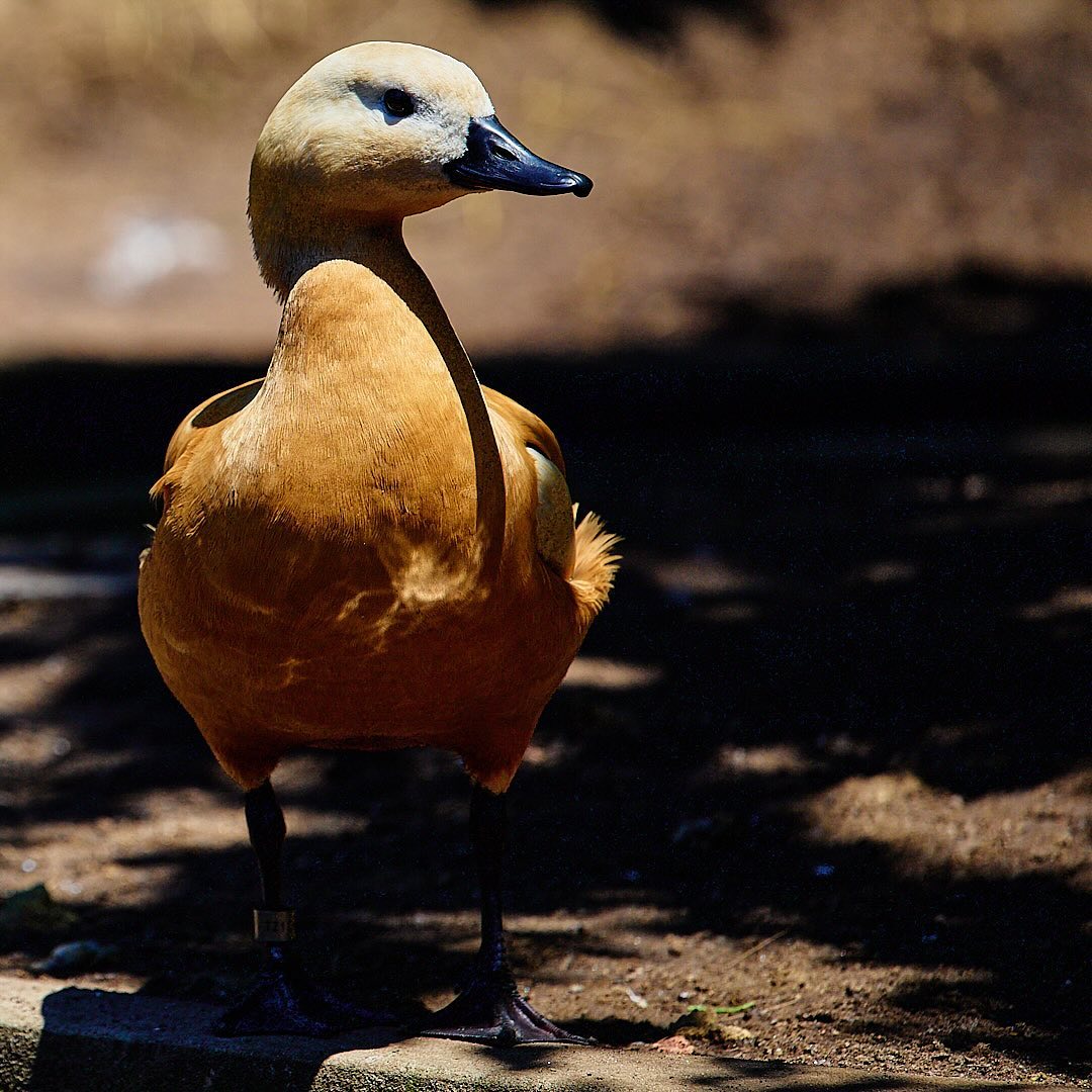 Click to enlarge the photograph Photo 118 from Igor Maric's photography collection