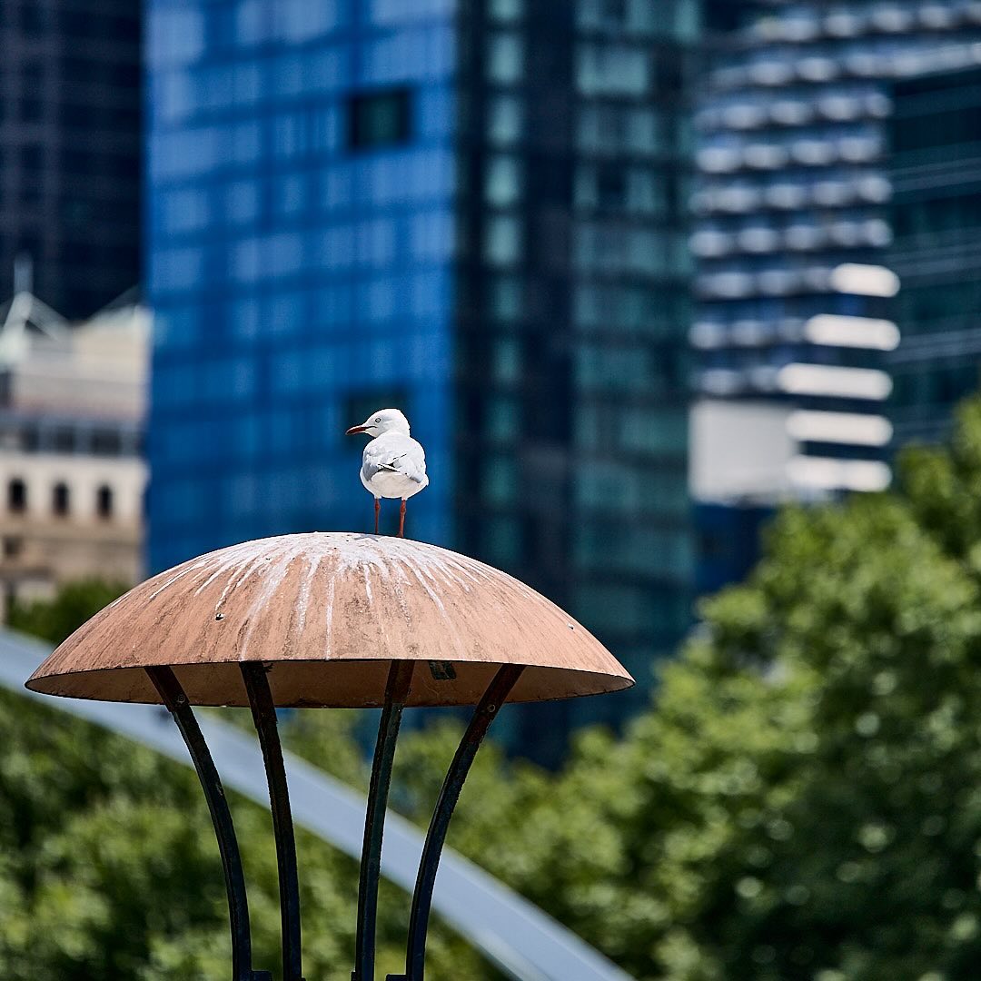 Click to enlarge the photograph Photo 117 from Igor Maric's photography collection