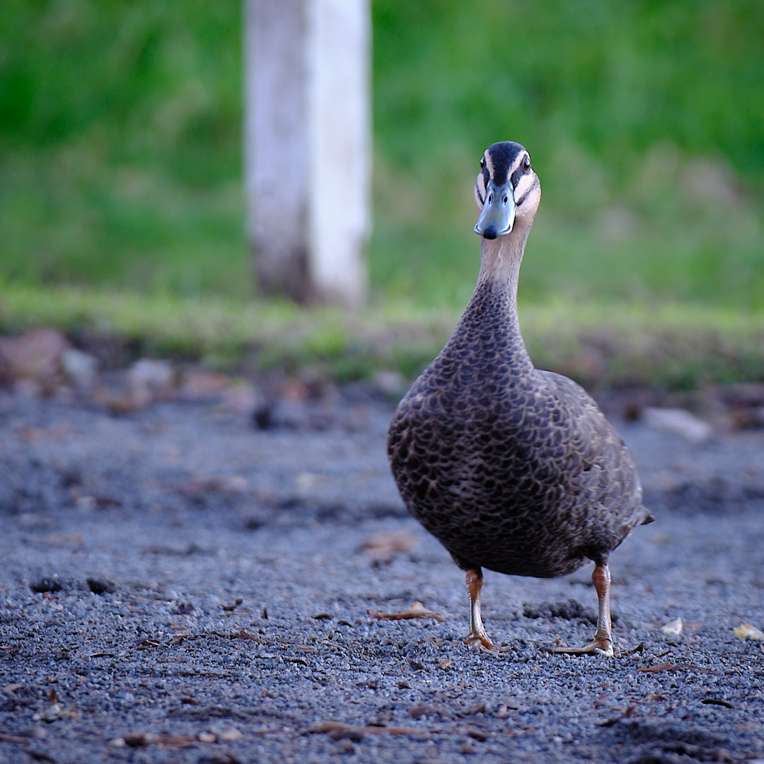 Click to enlarge the photograph Photo 74 from Igor Maric's photography collection