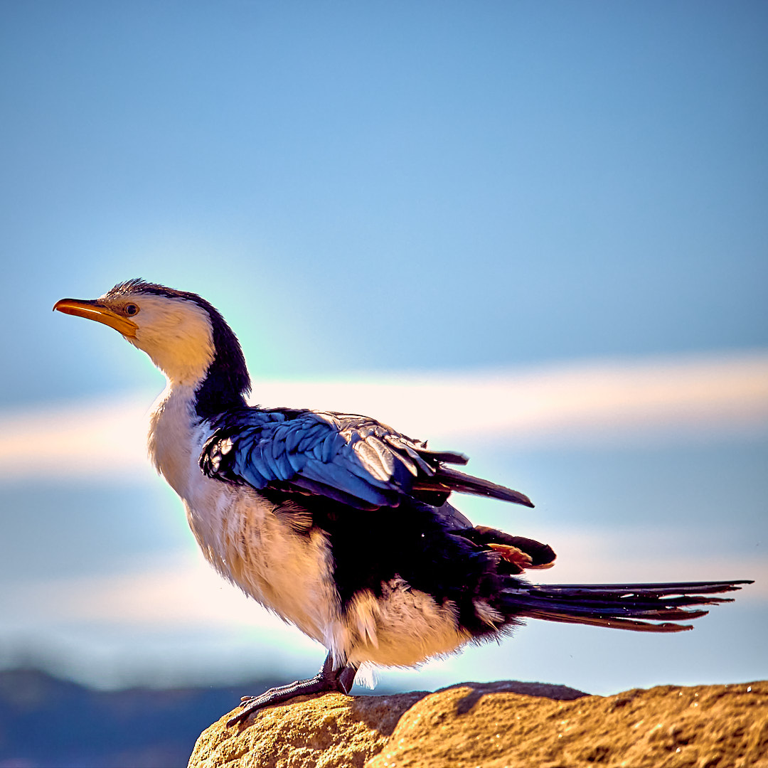 Click to enlarge the photograph Photo 72 from Igor Maric's photography collection