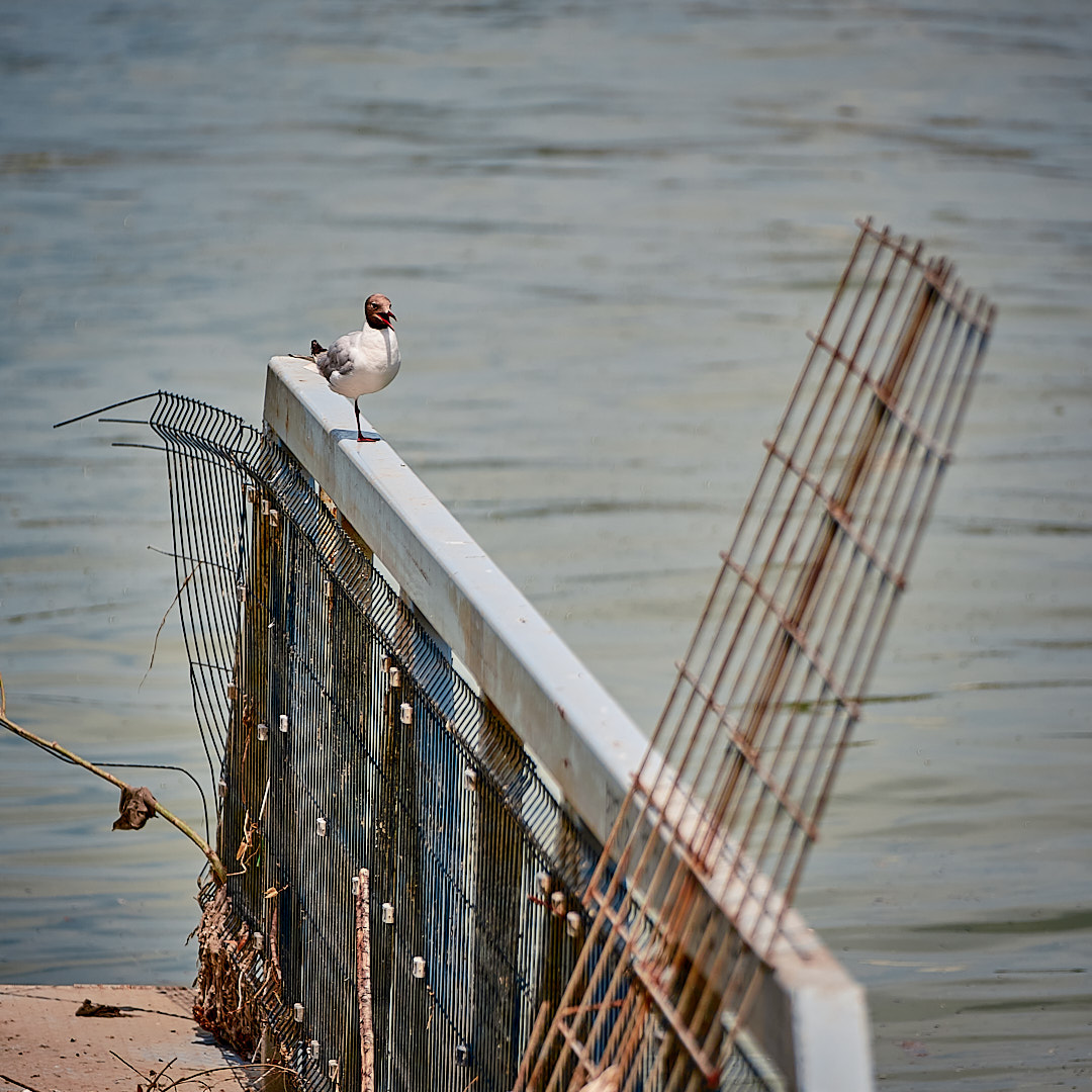 Click to enlarge the photograph Photo 59 from Igor Maric's photography collection